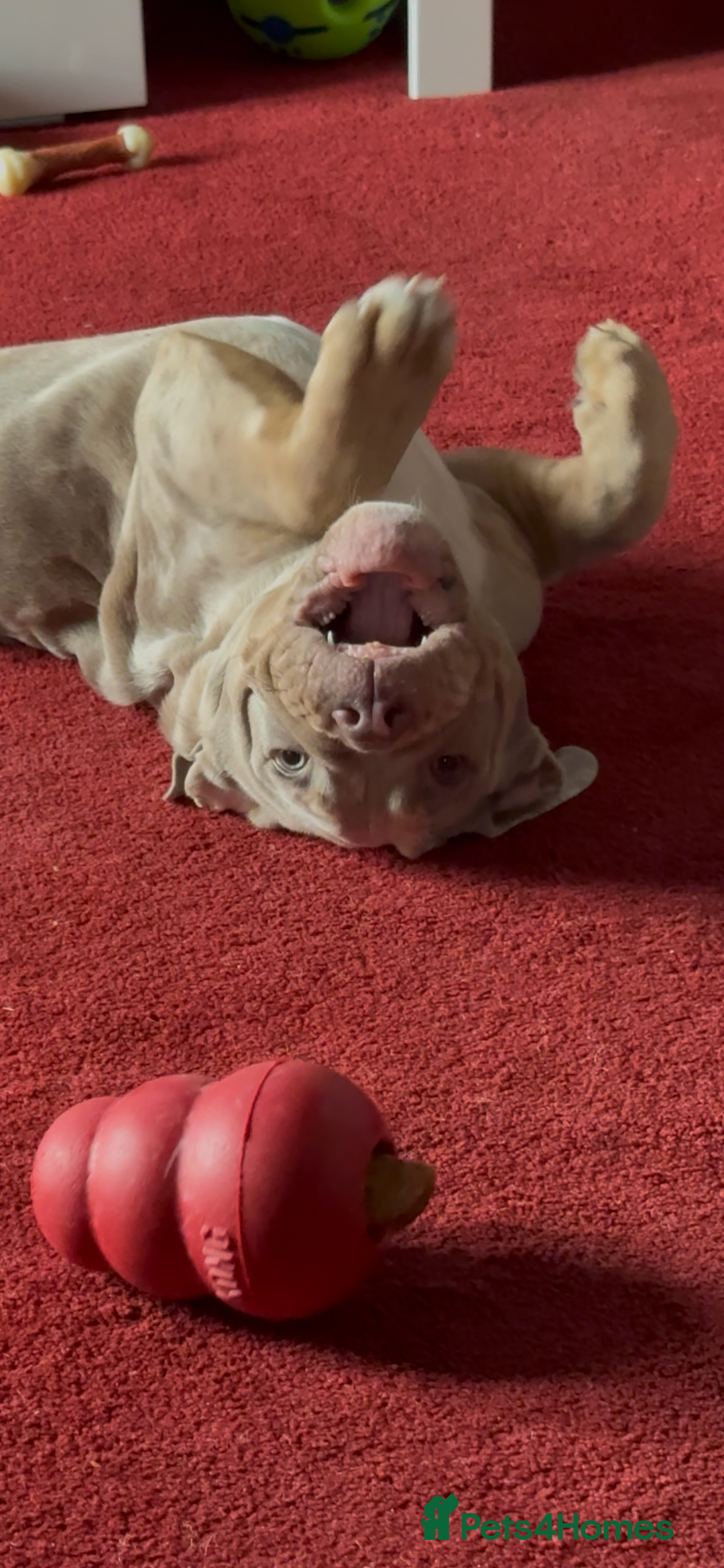 Olde English Bulldogge dogs for sale: Olde English bulldogge - Image 6