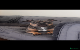 American Bully dogs for sale: Pocket bullies  - Image 2