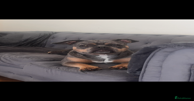 American Bully dogs - Advert 16