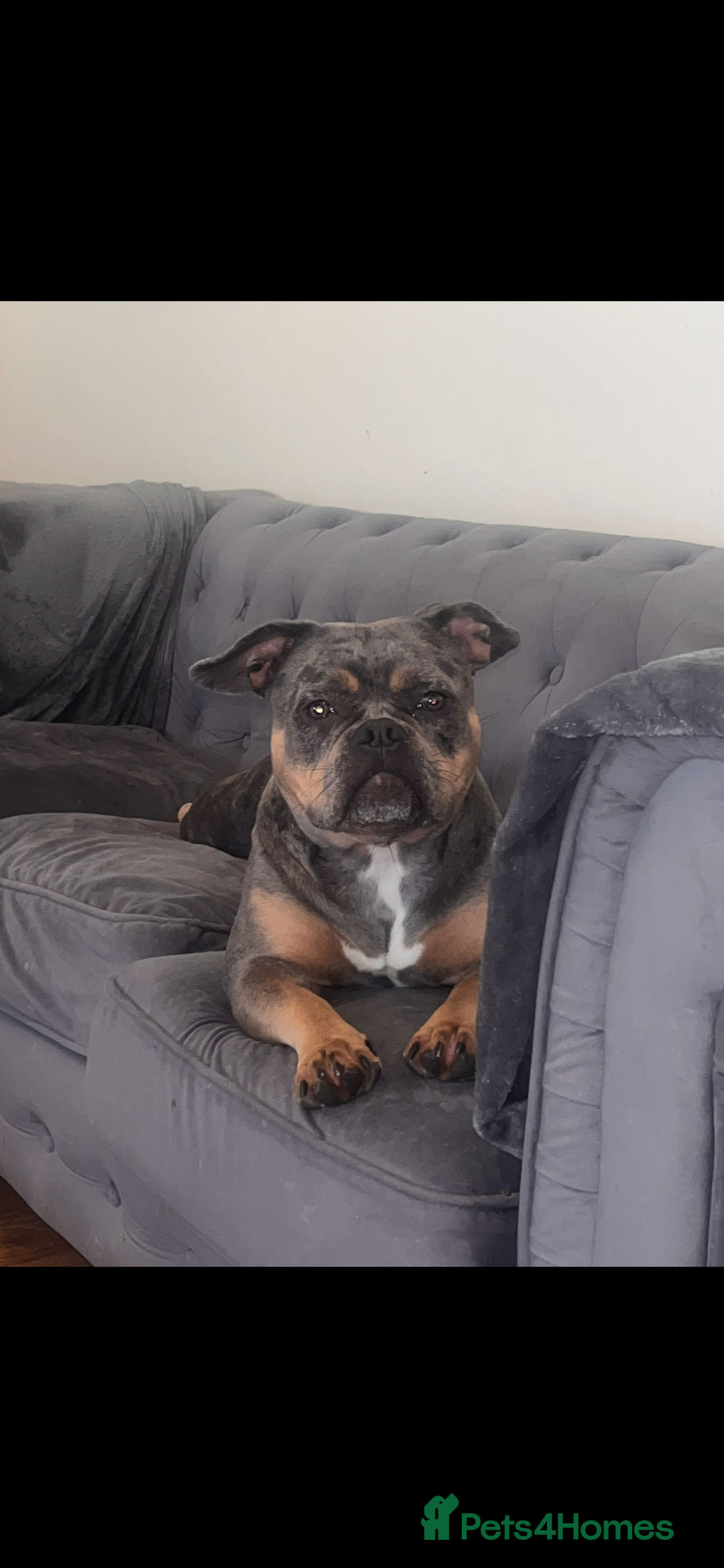 American Bully dogs for sale: Pocket bullies  - Image 2