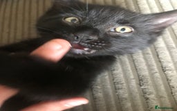 Mixed Breed cats for sale: Gorgeous little panthers - Image 8