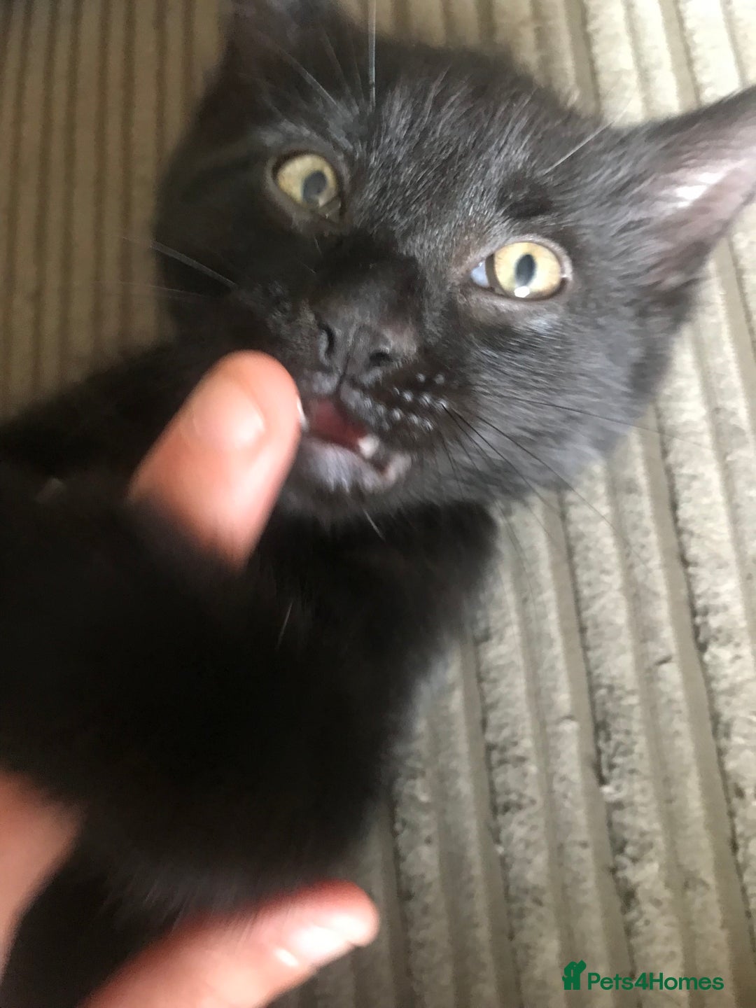 Mixed Breed cats for sale: Gorgeous little panthers - Image 8