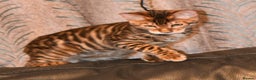 Toyger cats for sale: TWO STUNNING WILD LOOKING TOYGER CUBS - Advert 16