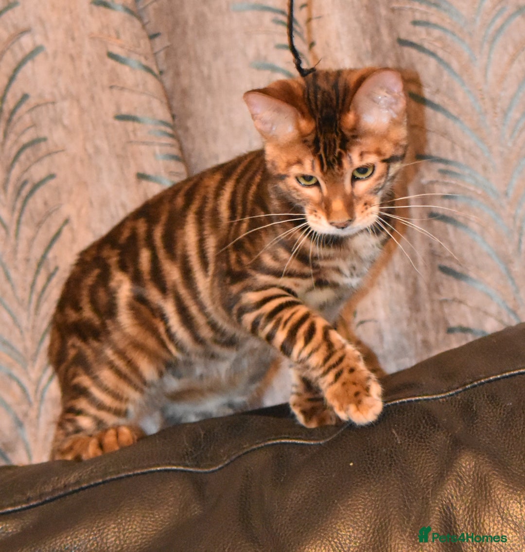Toyger cats for sale: TWO STUNNING WILD LOOKING TOYGER CUBS - Advert 16