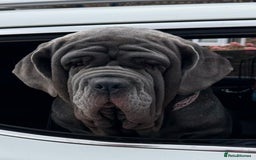 Neapolitan Mastiff dogs for sale: Neapolitan mastiff puppies due 27th September - Image 3