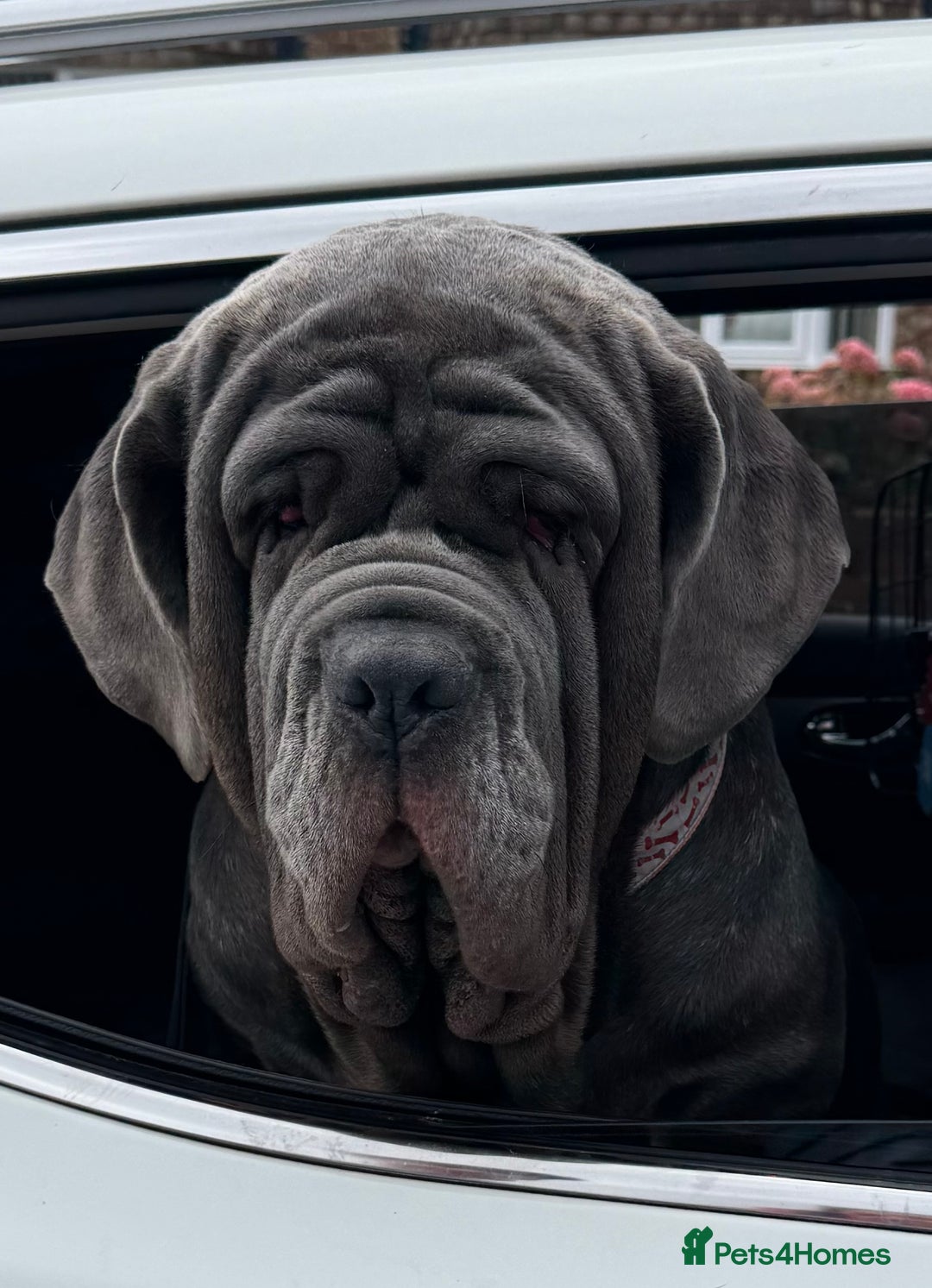 Neapolitan Mastiff dogs for sale: Neapolitan mastiff puppies due 27th September - Image 3
