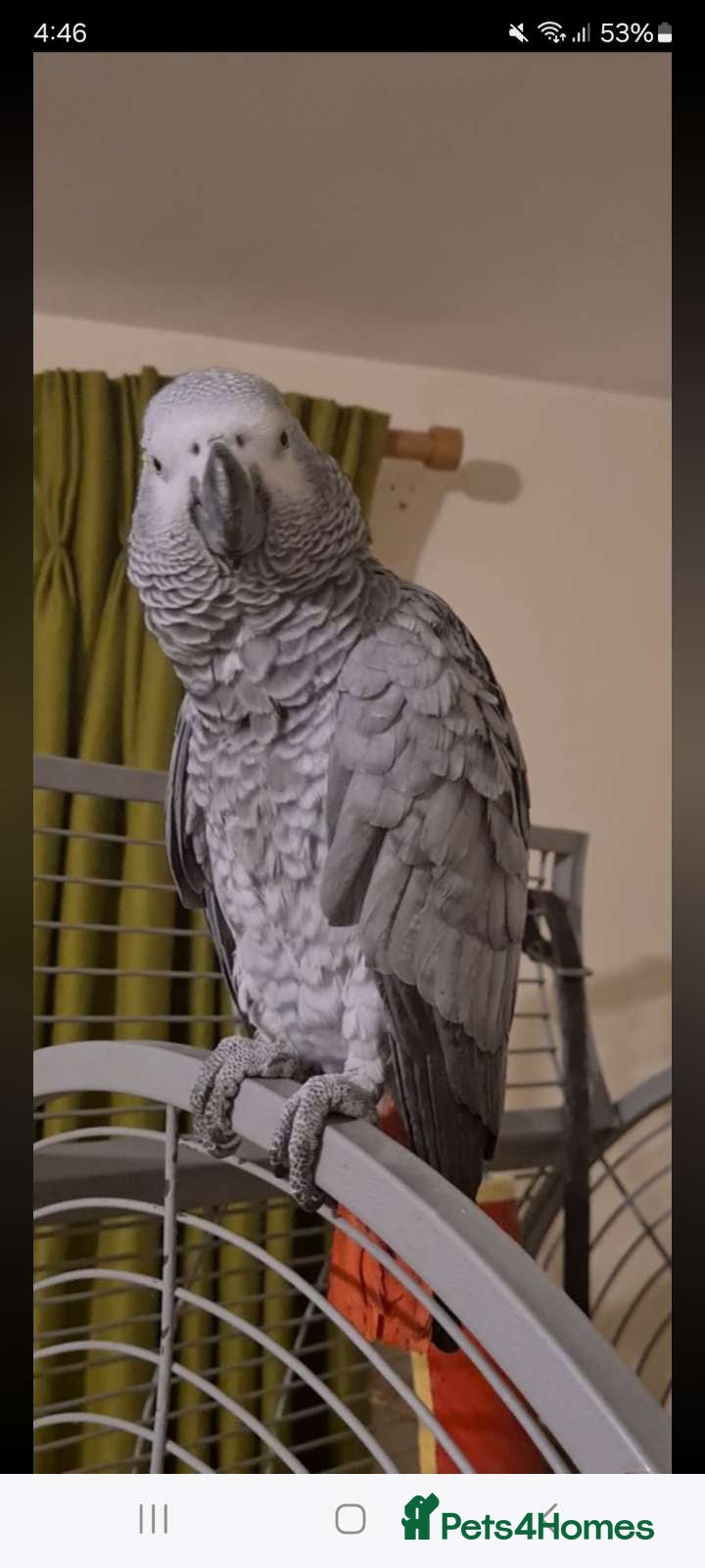 Parrots birds Male African grey - Advert 1