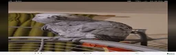 Parrots birds for sale: Male African grey - Advert 1