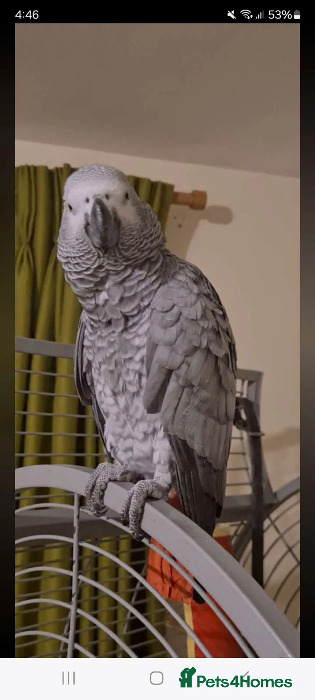 Parrots birds for sale: Male African grey - Advert 1