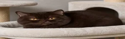 British Shorthair cats for sale: BSH and 1Longhair kittens - Advert 8