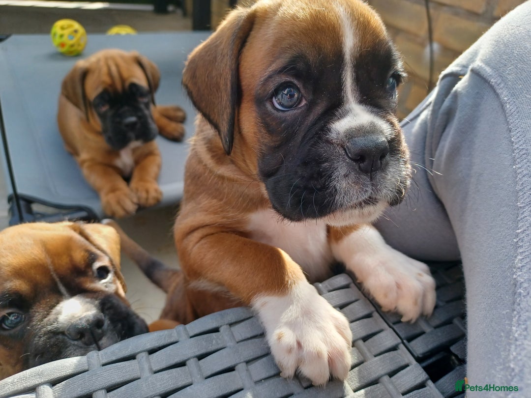 Boxer dogs for sale: Flashy tailed - Last Stunning tailed Boxer boy - Image 7