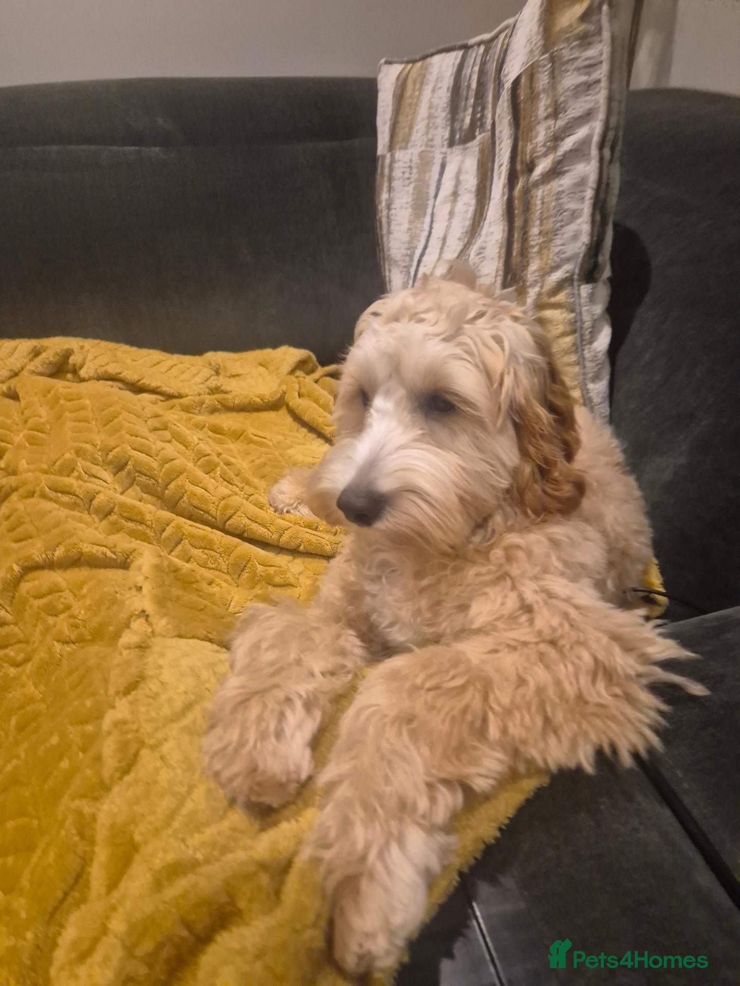Cockapoo dogs Bingo - Loving Family Dog Looking for a New Home - Advert 5