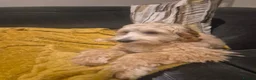 Cockapoo dogs for sale: Bingo - Loving Family Dog Looking for a New Home - Advert 1