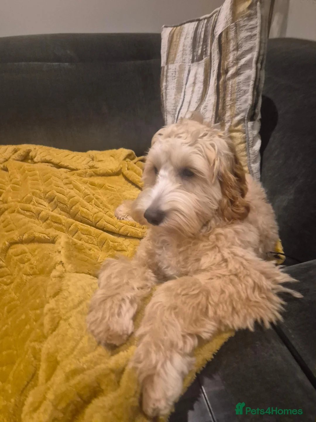 Cockapoo dogs for sale: Bingo - Loving Family Dog Looking for a New Home - Advert 1