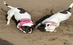Mixed Breed dogs for sale: Female dog  - Image 12