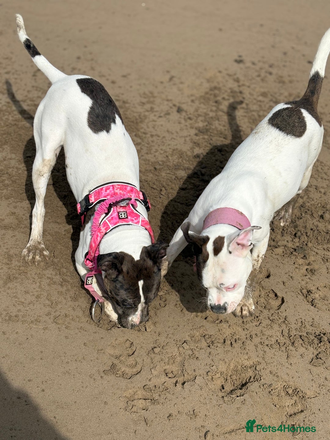 Mixed Breed dogs for sale: Female dog  - Image 12