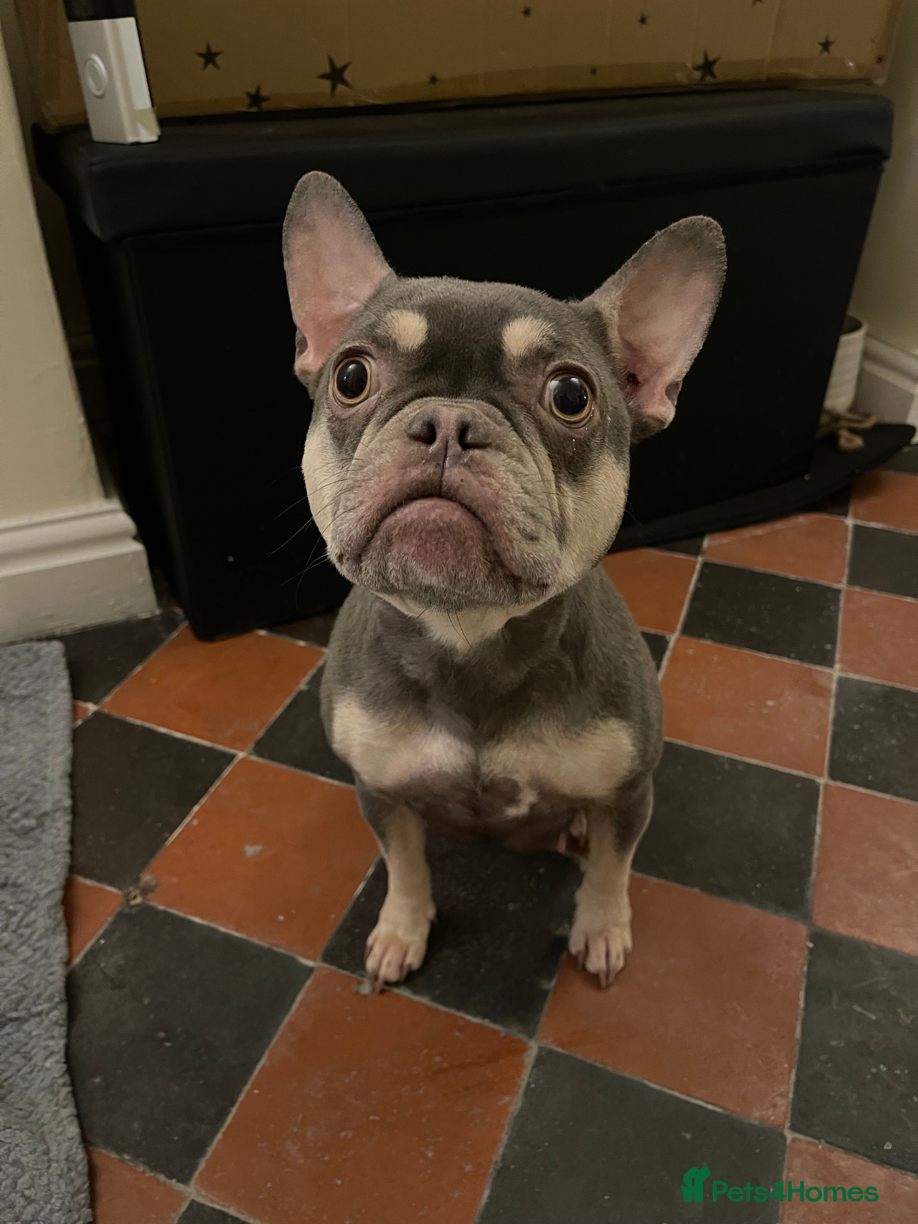 French Bulldog dogs Grey French Bulldog Male in Deeside - Advert 1