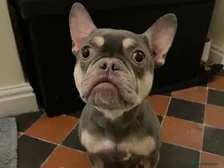 French Bulldog dogs Grey French Bulldog Male in Deeside - Advert 1
