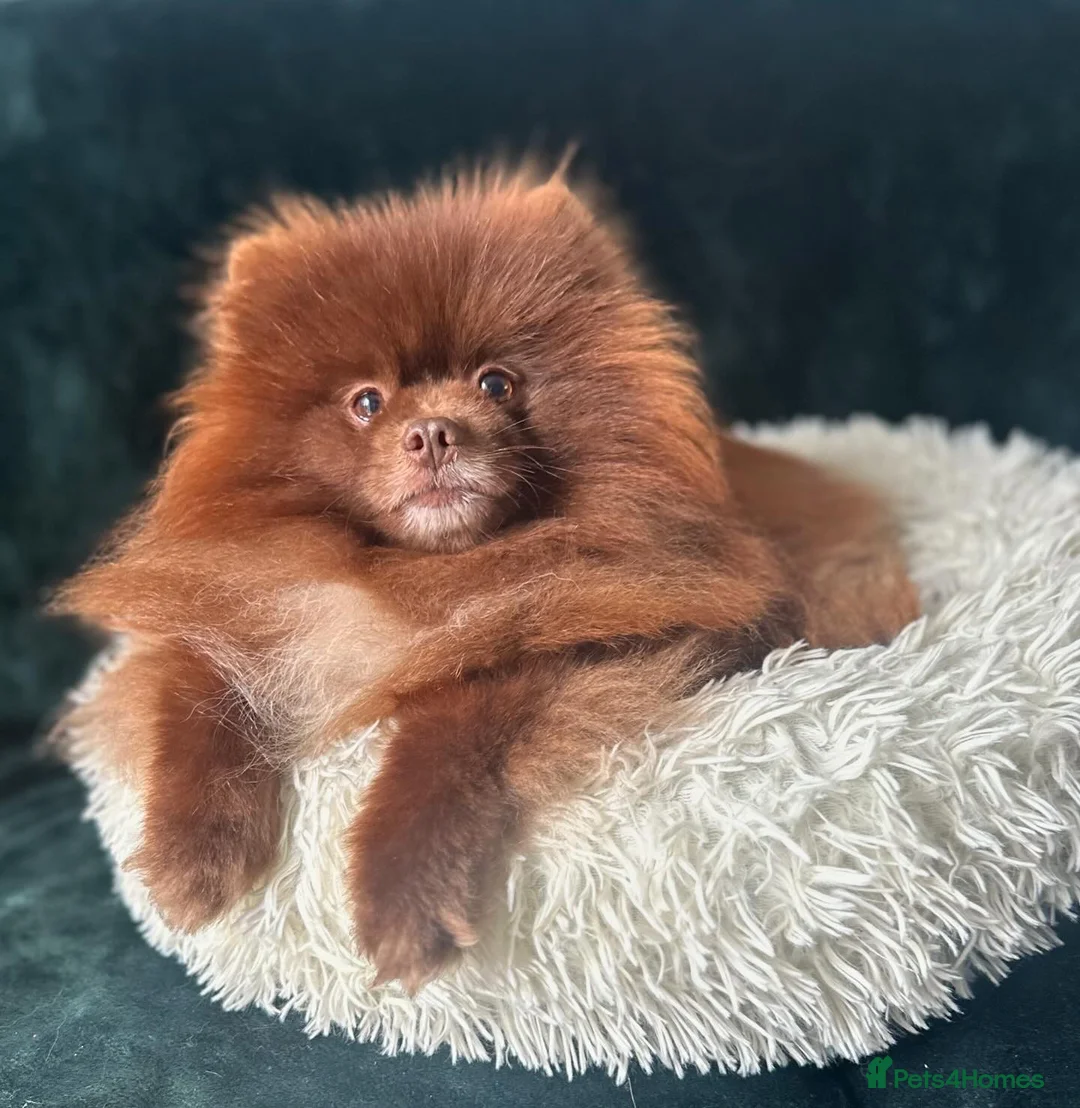 Pomeranian dogs for stud: Chocolate Stud Kc Registered ,Embark tested in Runcorn - Advert 28