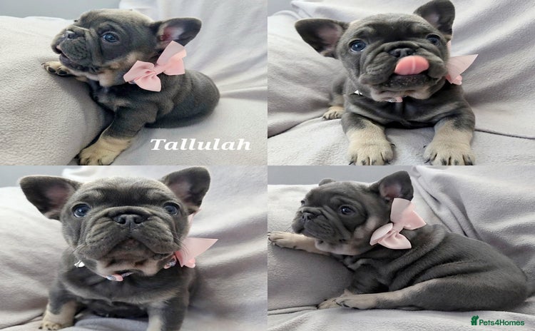 French Bulldog dogs - Advert 4