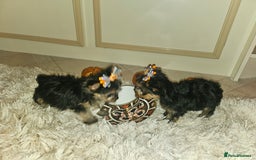 Yorkshire Terrier dogs for sale: Yorkshire terrier puppies  - Image 4