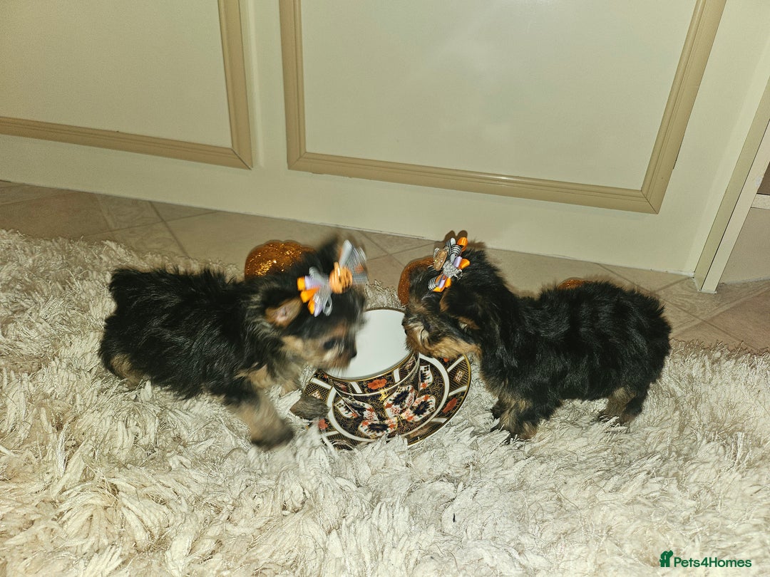 Yorkshire Terrier dogs for sale: Yorkshire terrier puppies  - Image 4