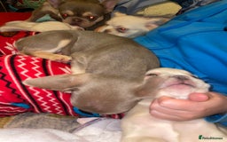 French Bulldog dogs for sale: 🐾 7 of the most Loving French Bulldogs 🐾🐶🩷 - Image 8