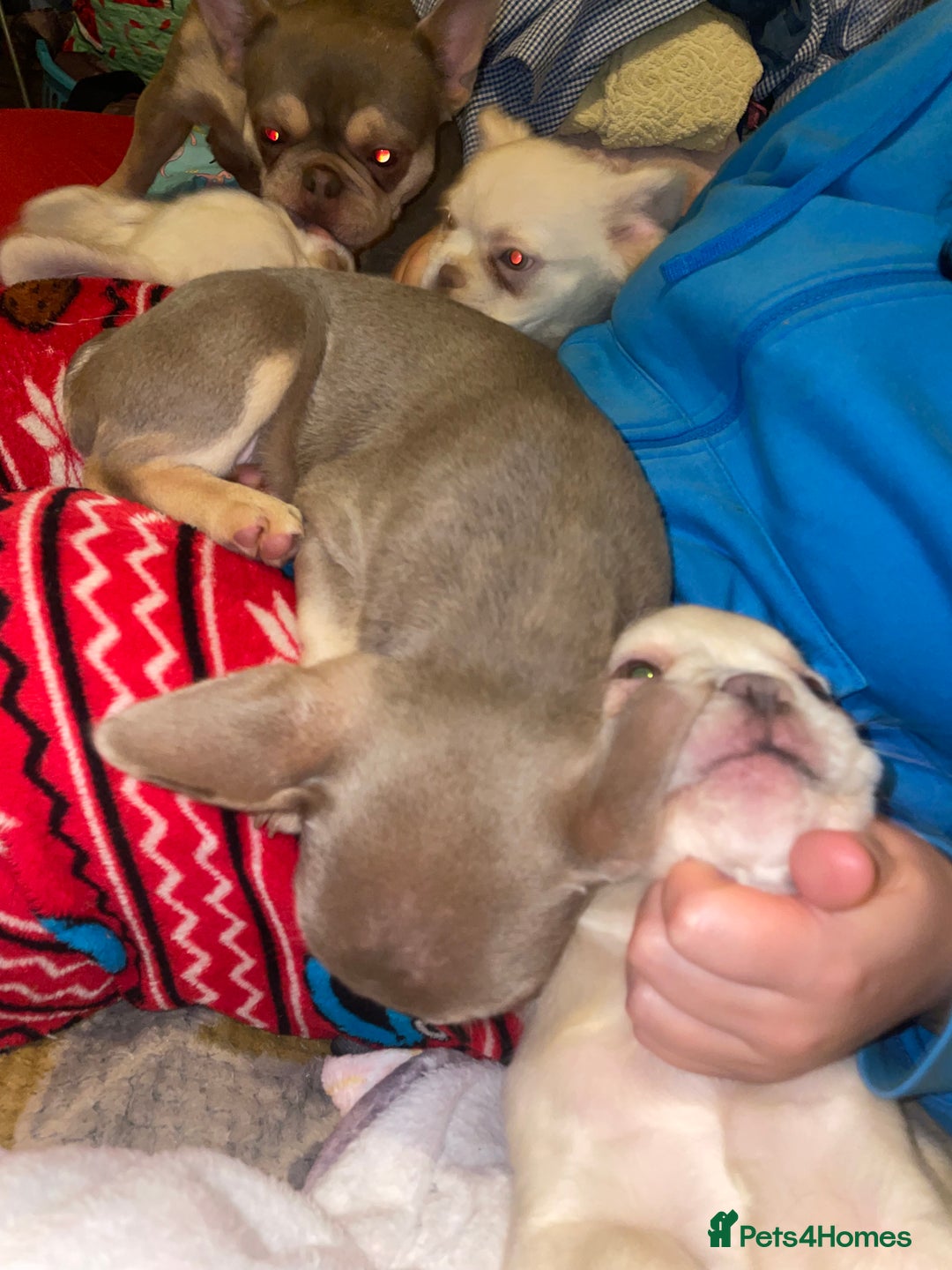 French Bulldog dogs for sale: 🐾 7 of the most Loving French Bulldogs 🐾🐶🩷 - Image 8