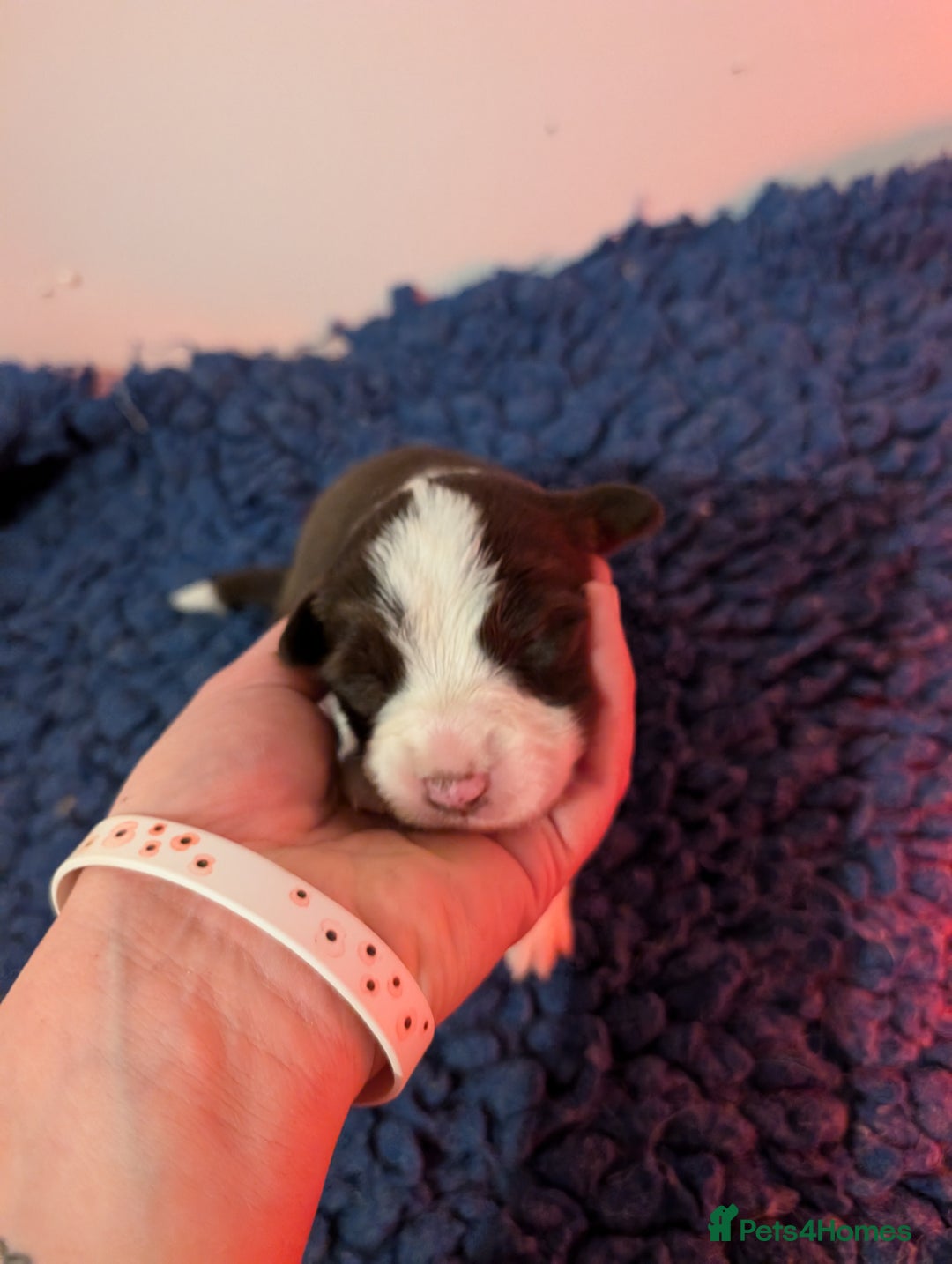 Border Collie dogs for sale: Traditional border collie puppies - Image 6