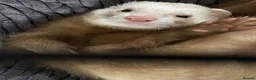 Ferret rodents for sale: Semi Angora Ferrets babies  in Radlett - Advert 6