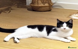 Mixed Breed cats for adoption: Wendy the 2 year old rescue cat needs a new home - Advert 1