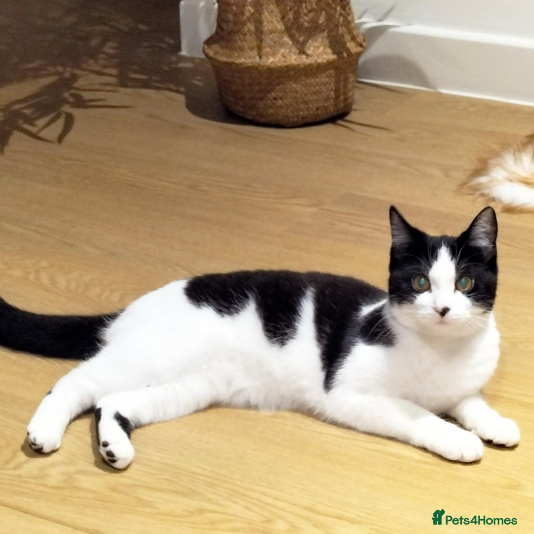Mixed Breed cats for adoption: Wendy the 2 year old rescue cat needs a new home - Advert 1