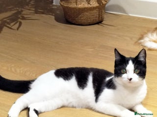 Mixed Breed cats Wendy the 2 year old rescue cat needs a new home - Advert 2