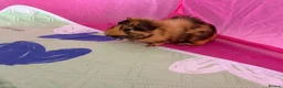 Guinea Pig rodents for sale: 2 gorgeous brothers 14 weeks  in Newton Abbot - Advert 5