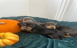 Dachshund dogs for sale: 6 beautiful dachshund puppies  - Image 19