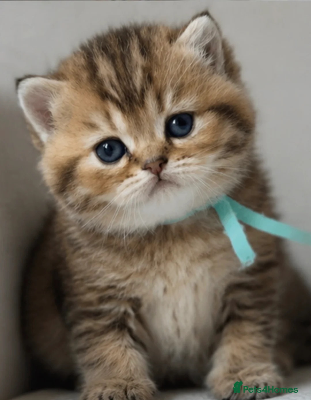 British Shorthair cats for sale: Unique  Golden kittens 🐾 - Advert 2