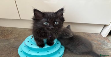 Russian Blue cats - Advert 9