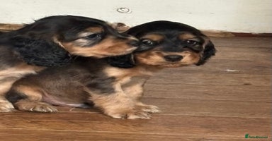 Cocker Spaniel dogs - Advert 8