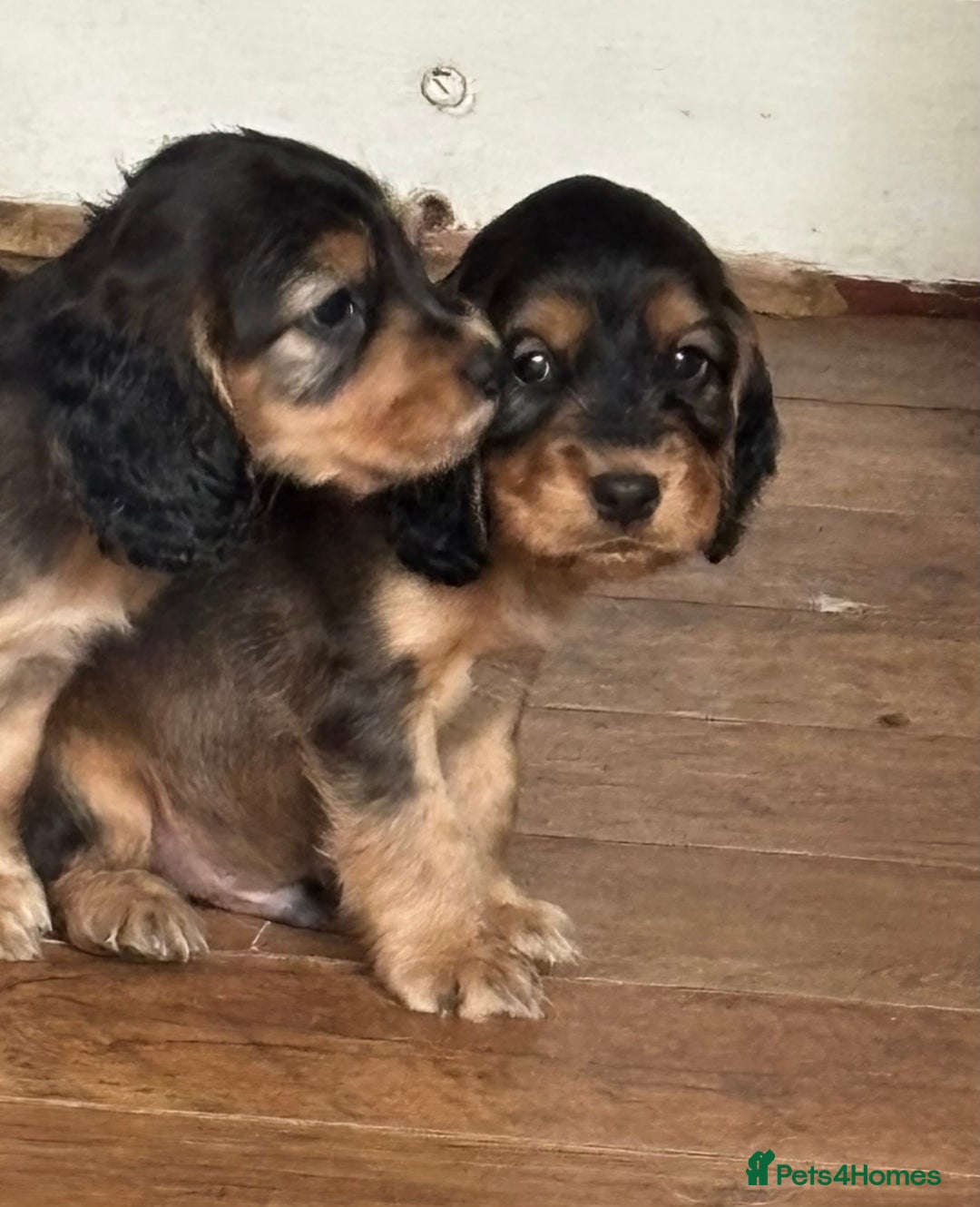 Cocker Spaniel dogs for sale: Show cockers KC DNA checked parents - Image 3