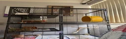 Chinchilla rodents for sale: 2 year old chinchilla in Leeds - Advert 9