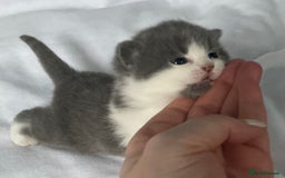 British Shorthair cats for sale: Beautiful GCCF British shorthair kittens - Image 19