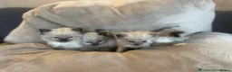 Ragdoll cats for sale: Stunning ragdoll kittens - Advert 3