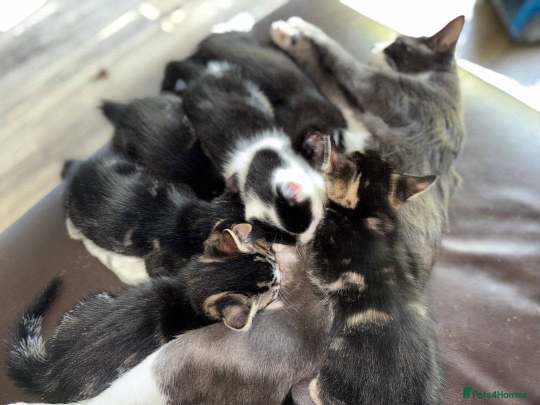 Domestic Shorthair cats for sale: 5 adorable kittens ready now - Image 2