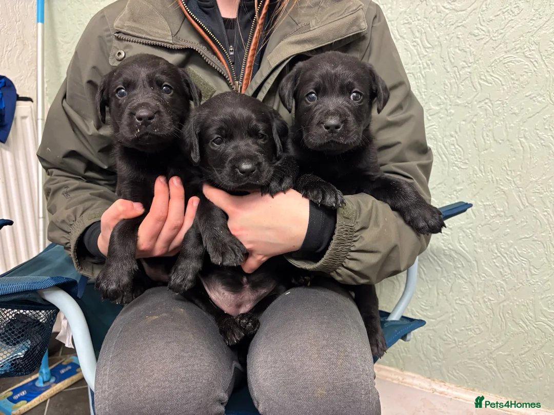 Labrador Retriever dogs for sale: Lovely litter of Labrador puppies - Advert 2