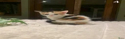 Mixed Breed cats for sale: KITTENS! Batch of cuties for sale in Basingstoke - Advert 5