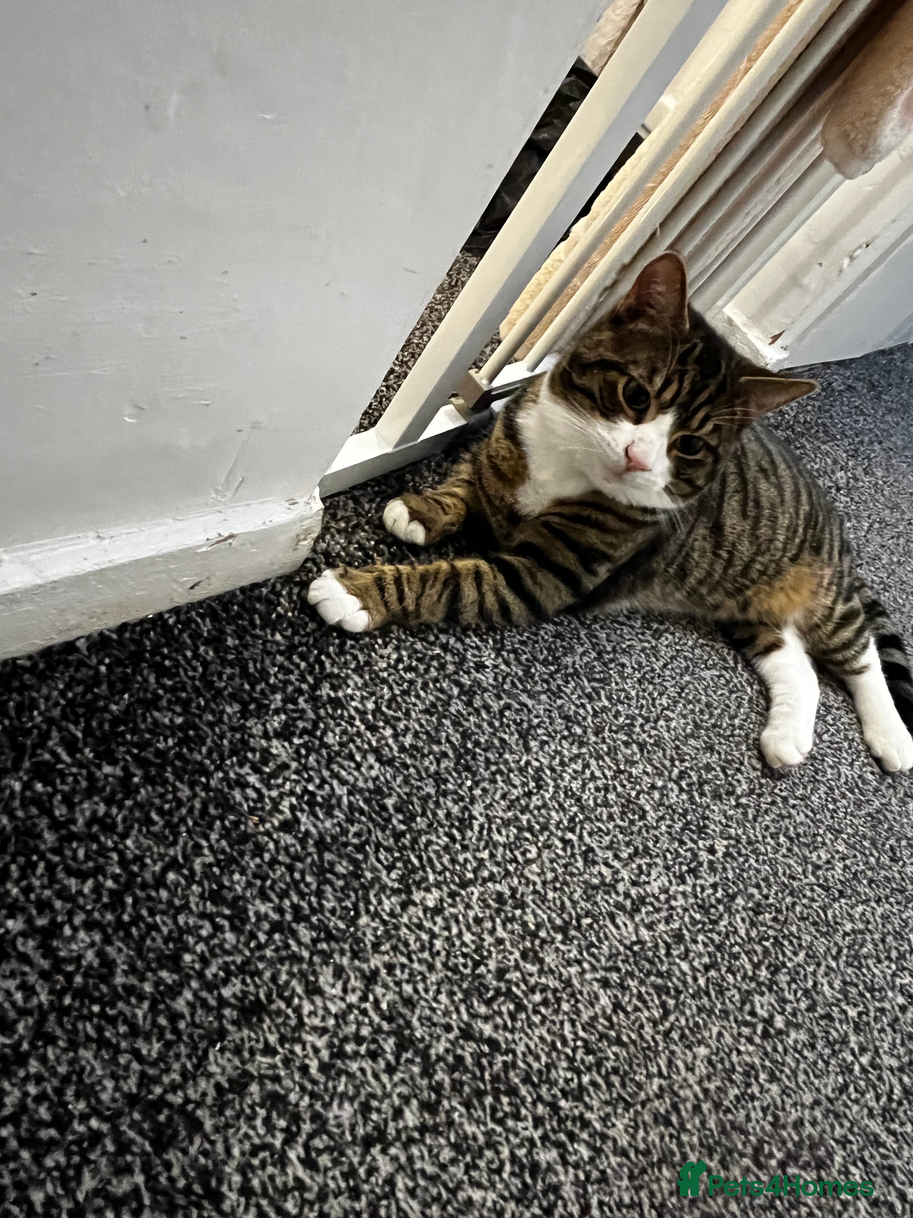 British Shorthair cats tabby cat - Advert 15