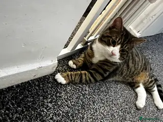 British Shorthair cats tabby cat - Advert 15