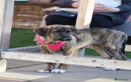 Mixed Breed dogs for adoption: Rosemary - Sweet & Calm - Image 2