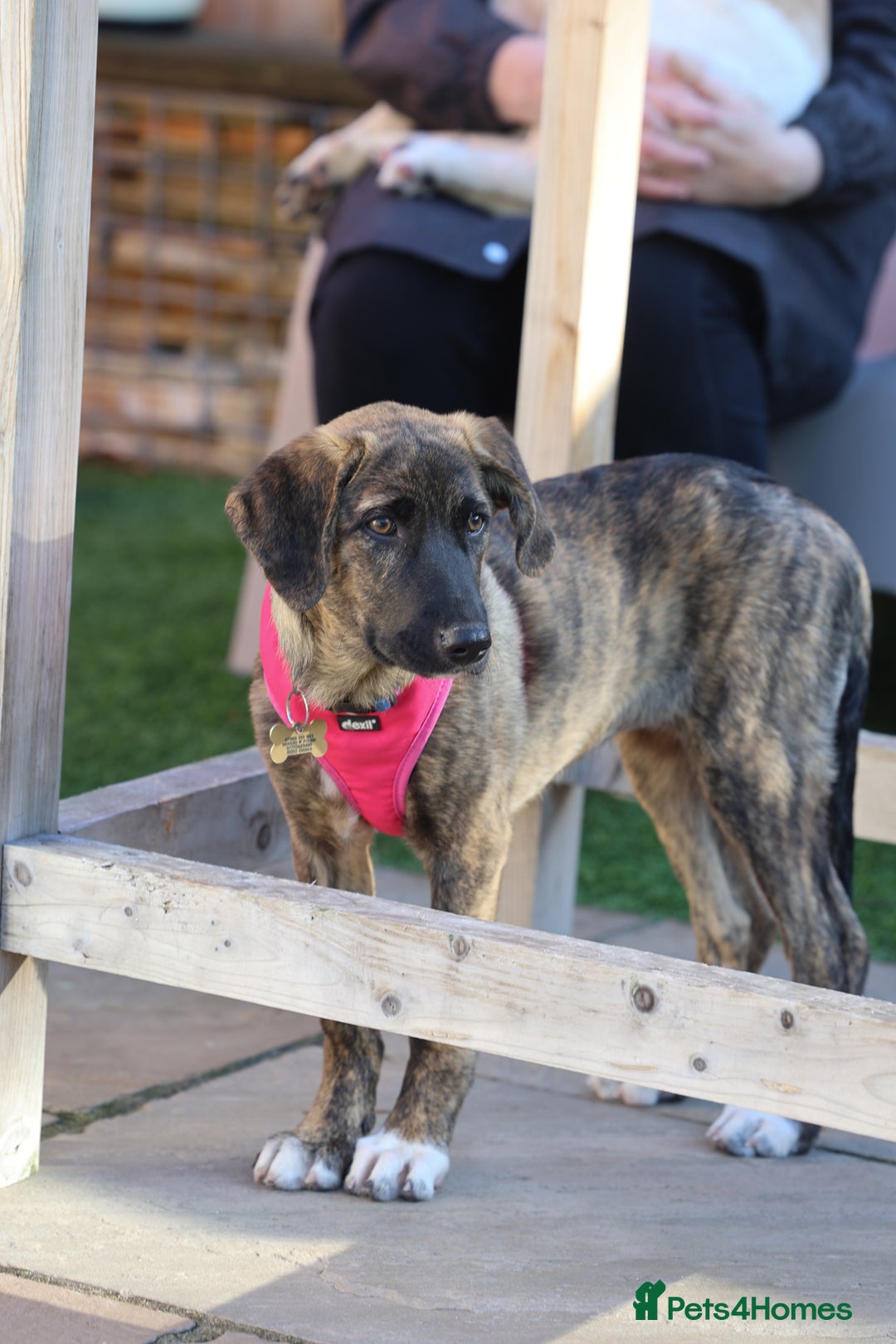 Mixed Breed dogs for adoption: Rosemary - Sweet & Calm - Image 2