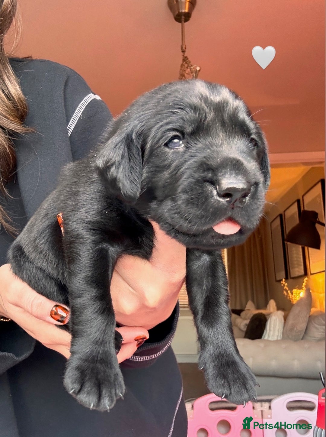 Labrador Retriever dogs for sale: Beautiful KC Labs / DRAKESHEAD - 1 BOY LEFT! - Advert 17